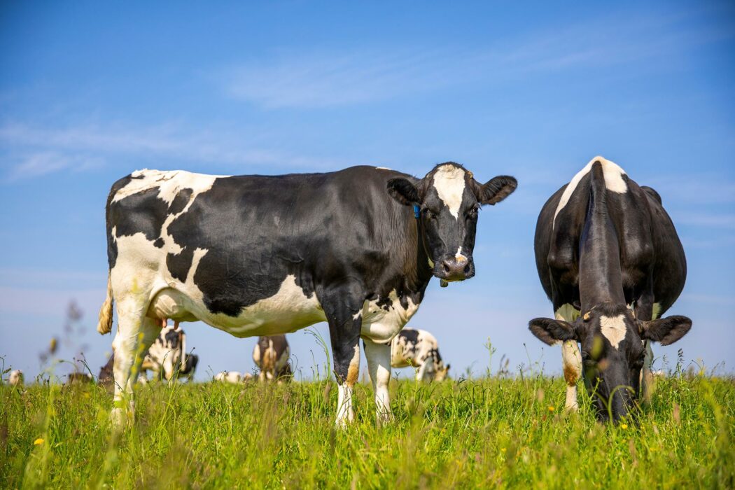 Nigeria aspira a producir 1,4 millones de toneladas anuales de leche en 2030