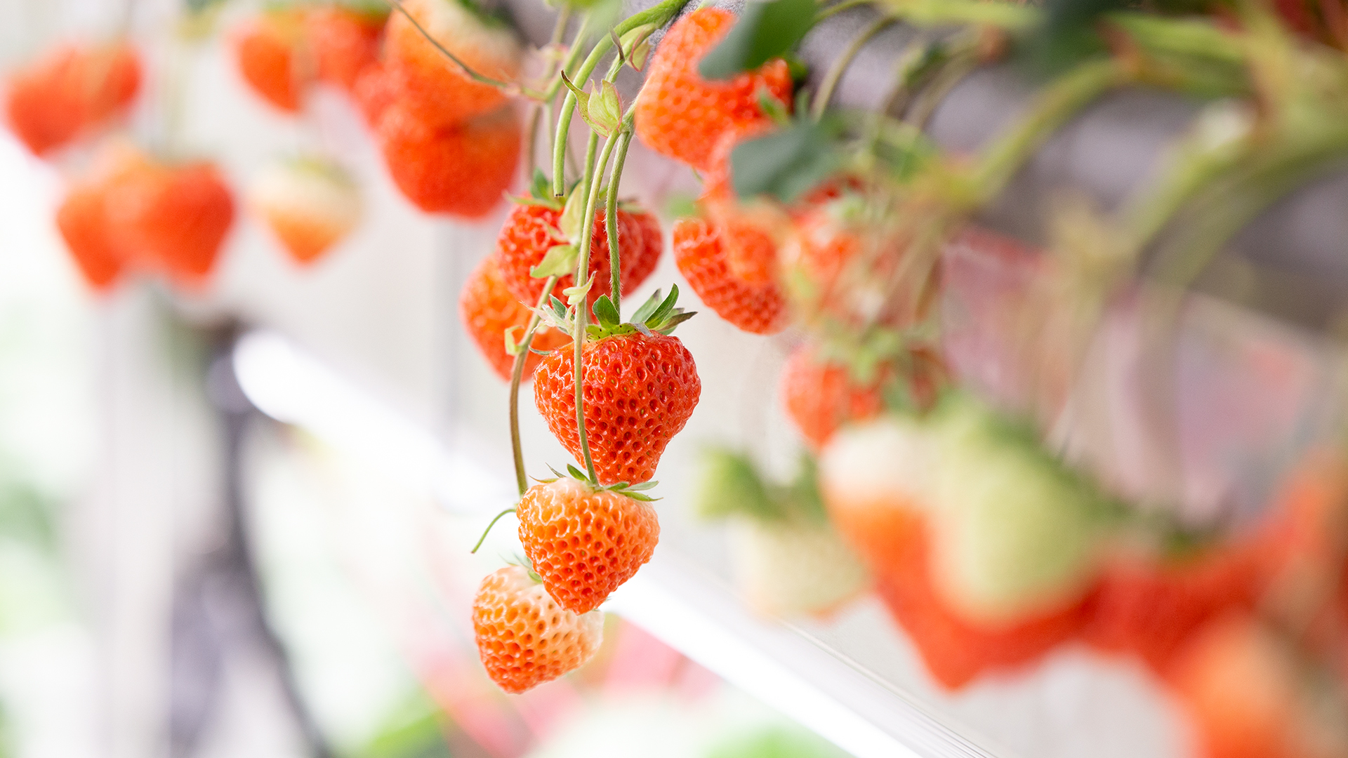 Oishii Farm наращивает выпуск клубники на вертикальных фермах и выходит в Японию