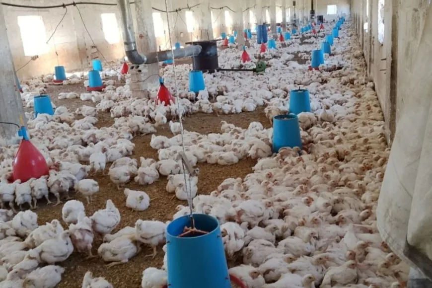 Über 1.000 lizenzierte Geflügelbetriebe im syrischen Hama wegen Futter- und Energiekosten stillgelegt