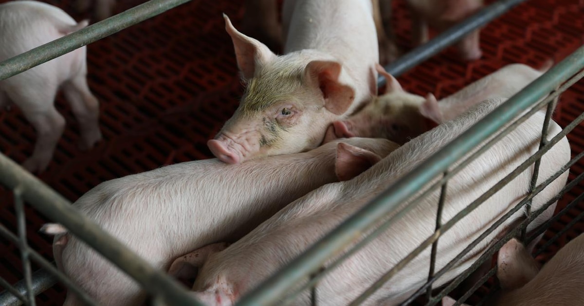 Porcicultores de Panamá buscan mercados externos tras récord de sacrificio