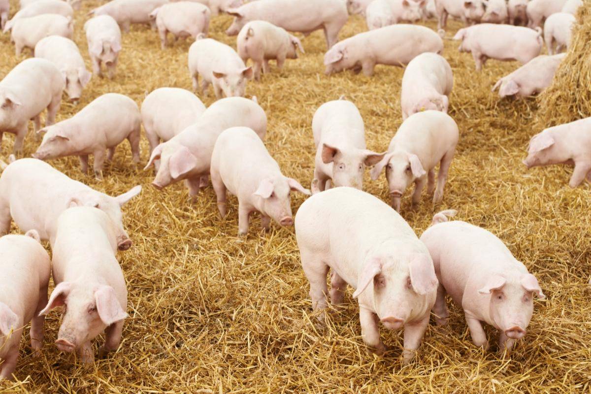 Panamas Schweinehalter drängen wegen Marktüberschuss auf schnellere Exportfreigaben