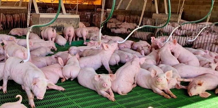 Les exportations porcines du Paraguay progressent, mais restent dépendantes de Taïwan