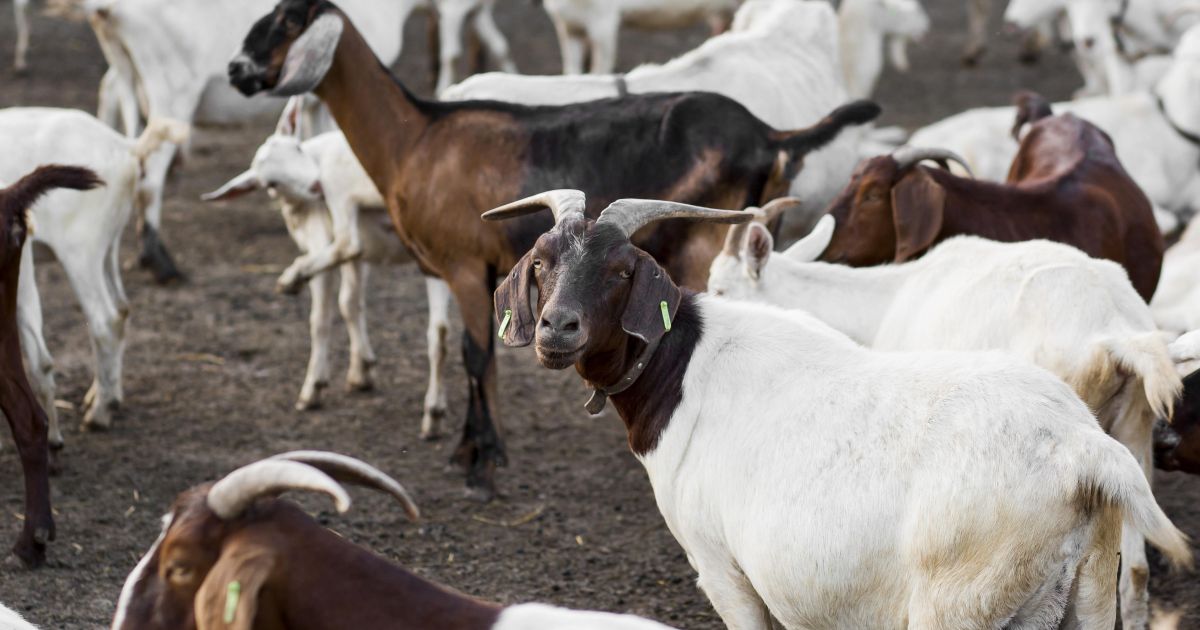 Paraiba Opens First Goat-Milk Powder Line as Governments Commit R$6 Million Order
