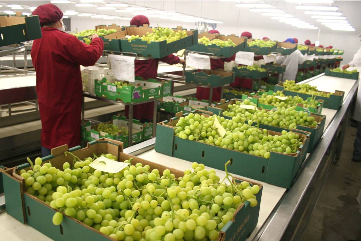 2026年上半年秘鲁鲜食葡萄出口额达7.9亿美元