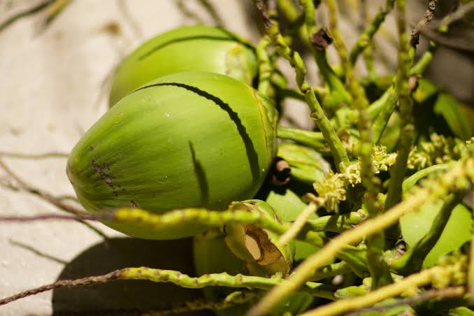Processadores filipinos de coco miram a crescente procura da China