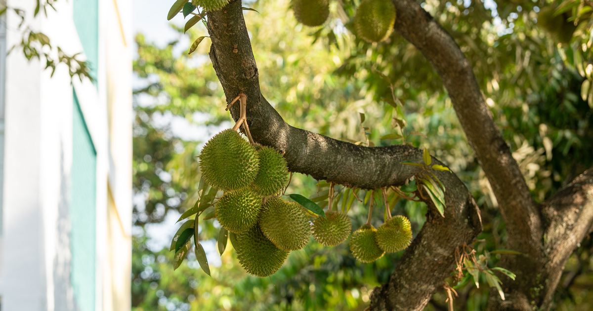 Philippinen bauen Golden-Puyat-Exporte aus, während Vietnam China-Geschäft stärkt