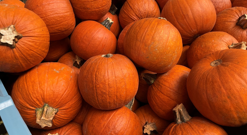 La Pologne prévoit 480 130 tonnes de citrouilles, mais n’en exporte qu’environ 1 %