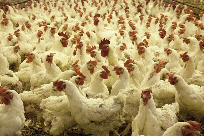 Credit Agricole: Polens Geflügel-Erzeugerpreise fallen bis Ende 2026 auf 5,80 Zloty je Kilogramm