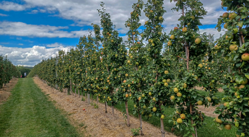 La cosecha polaca de manzana podría caer por debajo de 3 millones de toneladas