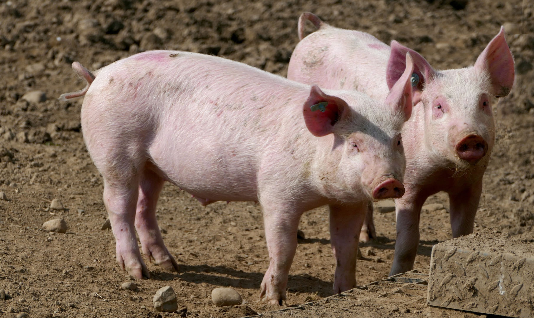 Mehr EU-Fleischangebot setzt Polens Schweine- und Rindermargen unter Druck