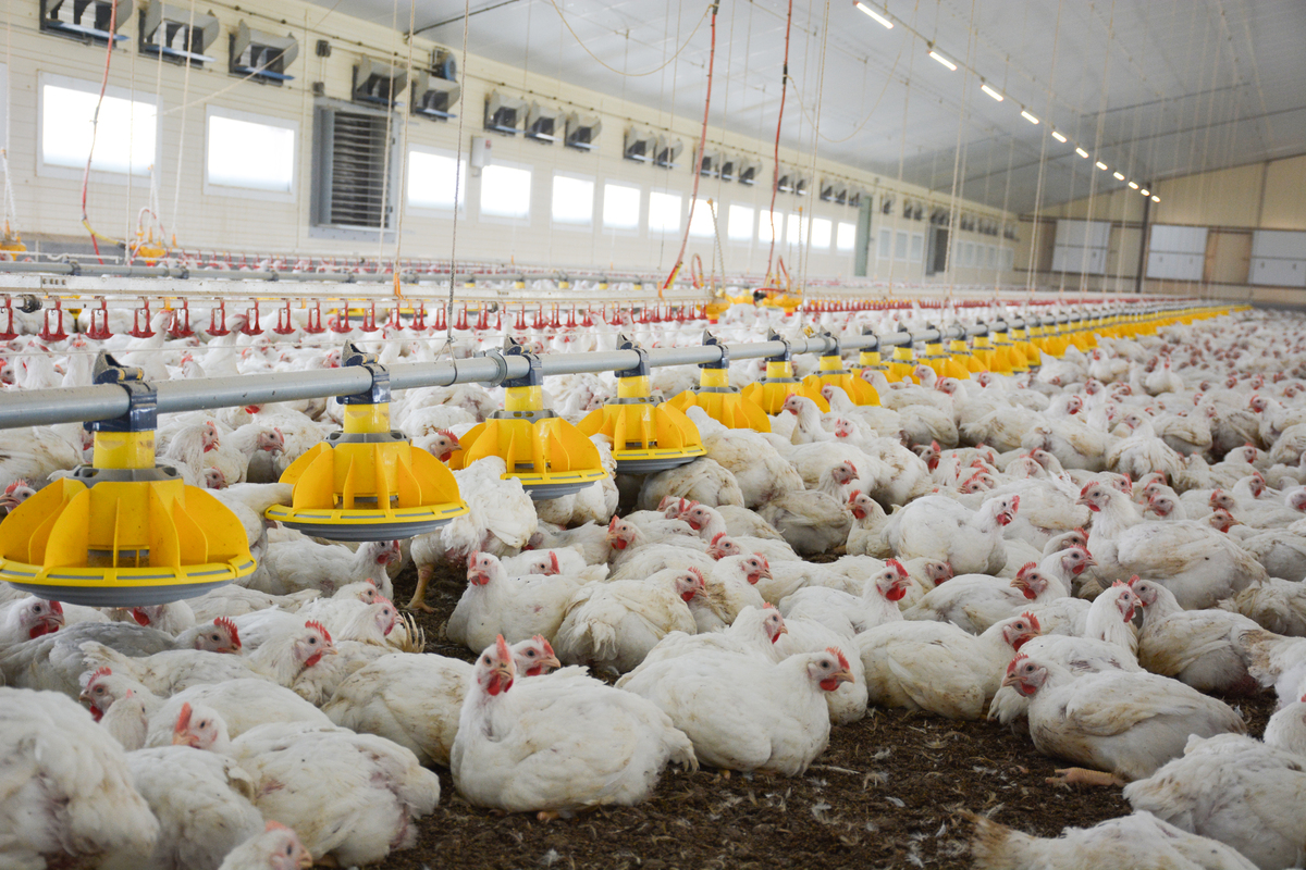 El comercio de pollo cambia de rutas: Brasil pierde el acceso a la UE y avanzan Ucrania y China
