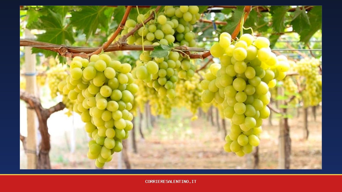Puglia grape growers seek equal import rules as farmgate prices fall