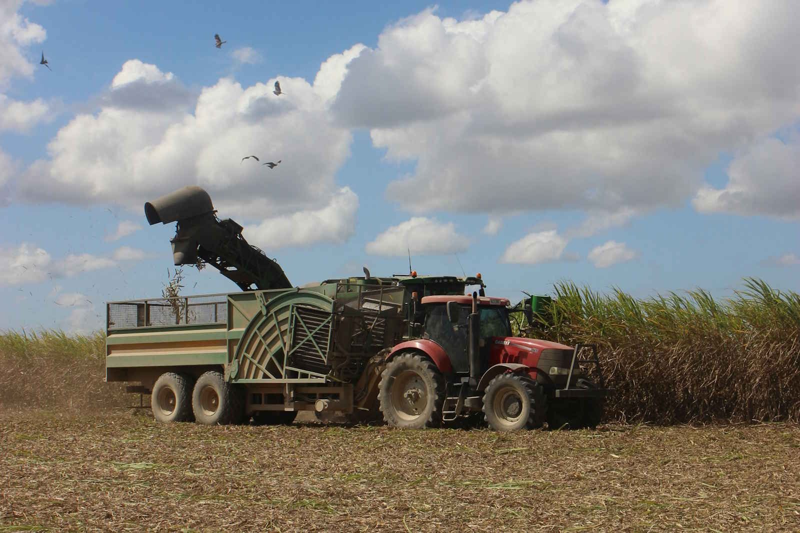 Regen könnte rekordhohe 35 Millionen Tonnen Zuckerrohr in Brasilien liegen lassen