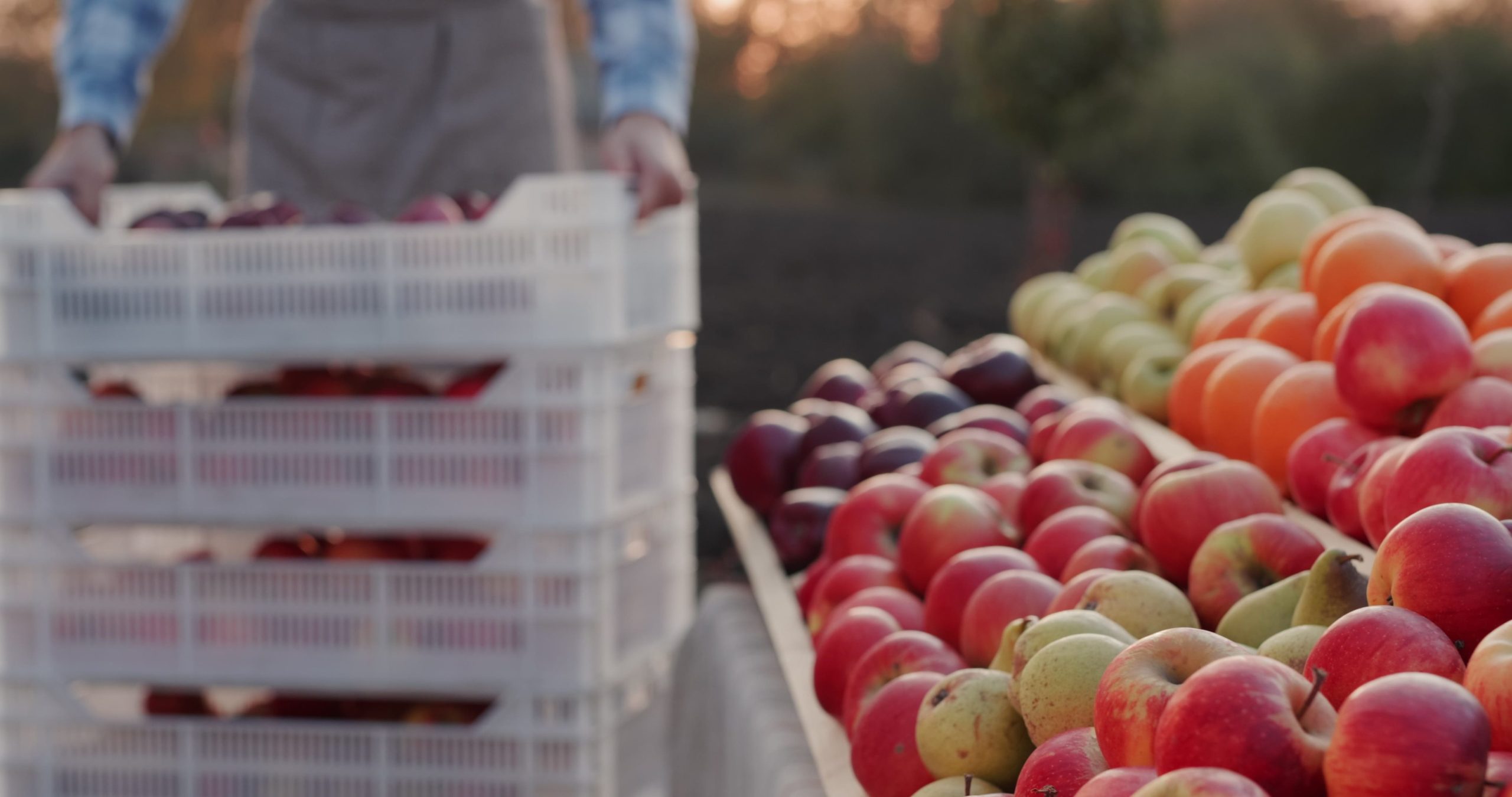 La récolte roumaine de pommes décuple, mais les importations restent présentes