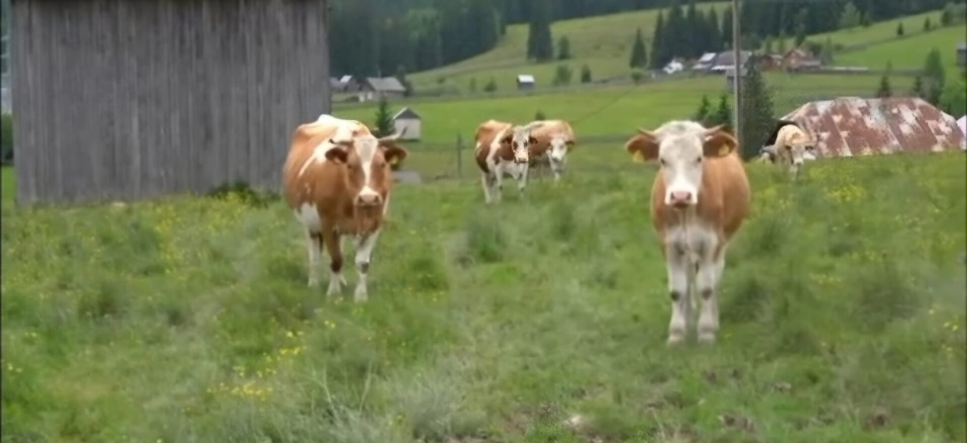 Rumänische Bergbauern finden nach Lactalis-Rückzug neue Milchabnehmer — zu besseren Preisen