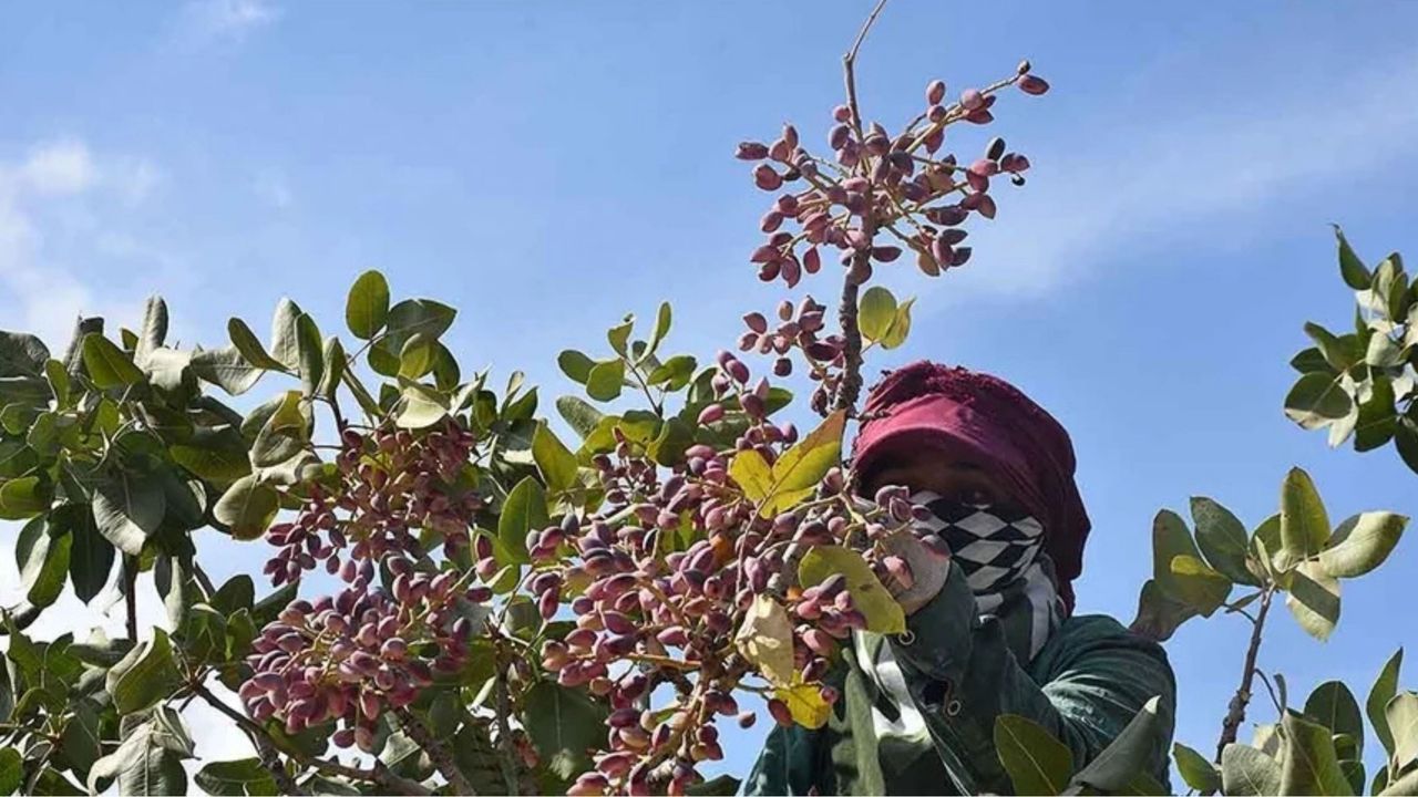 Şanlıurfa pistachio harvest opens with exchange prices between 472 and 900 lira per kilogram