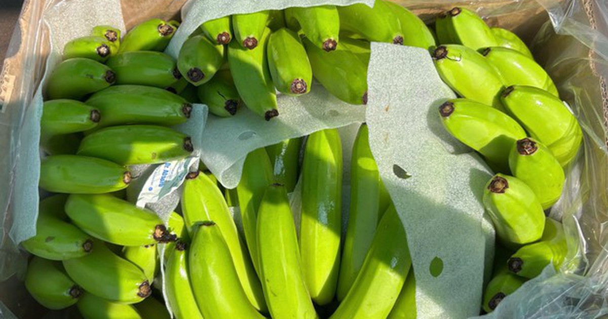 Les perturbations maritimes réduisent la part de la banane indienne en Irak et les prix agricoles