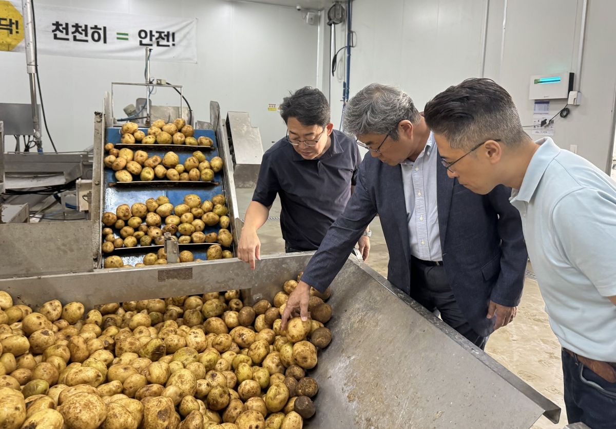 Coreia do Sul comprará 1.300 toneladas de batata de altitude com safra maior