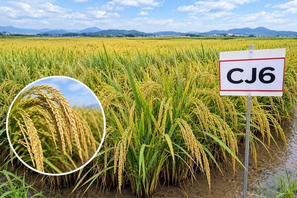 Corea del Sur crea una base de arroz de grano largo de 120 hectáreas en Haenam y Jangheung
