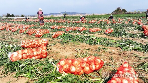 La Corée du Sud instaure des garanties de prix pour l’ail et l’oignon