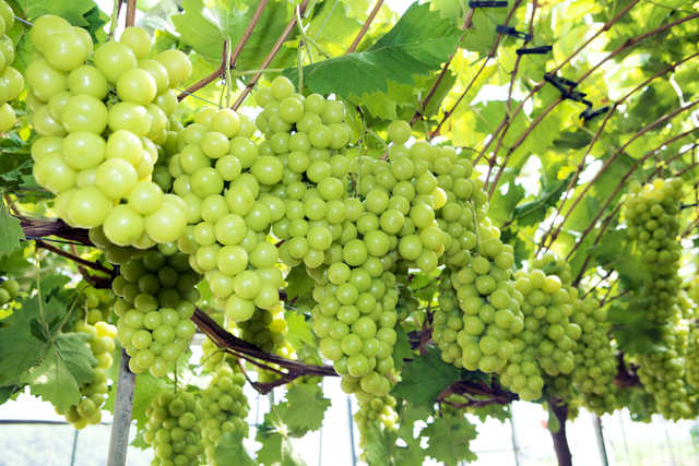 Preço da uva Shine Muscat despenca na Coreia do Sul com excesso de oferta