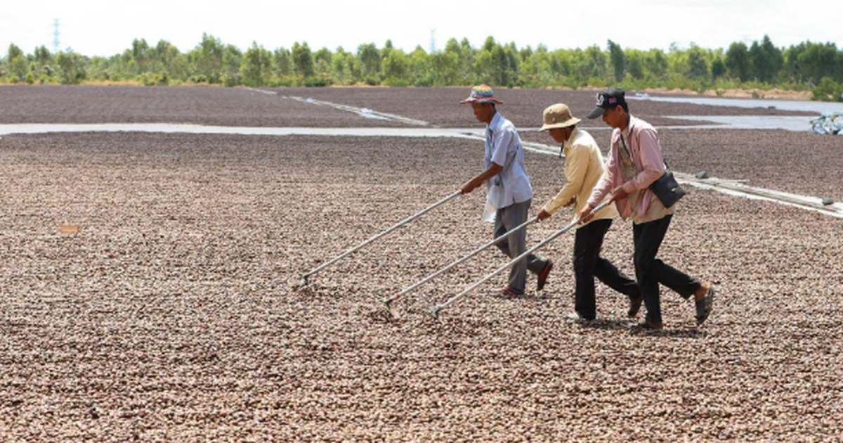 Südkoreanische Gruppe plant 5-Millionen-$-Cashewfabrik in Kambodscha