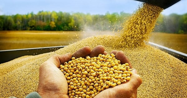 Soybean Prices Rise as US Soybean Oil Stocks Fall to Lowest Since 2024