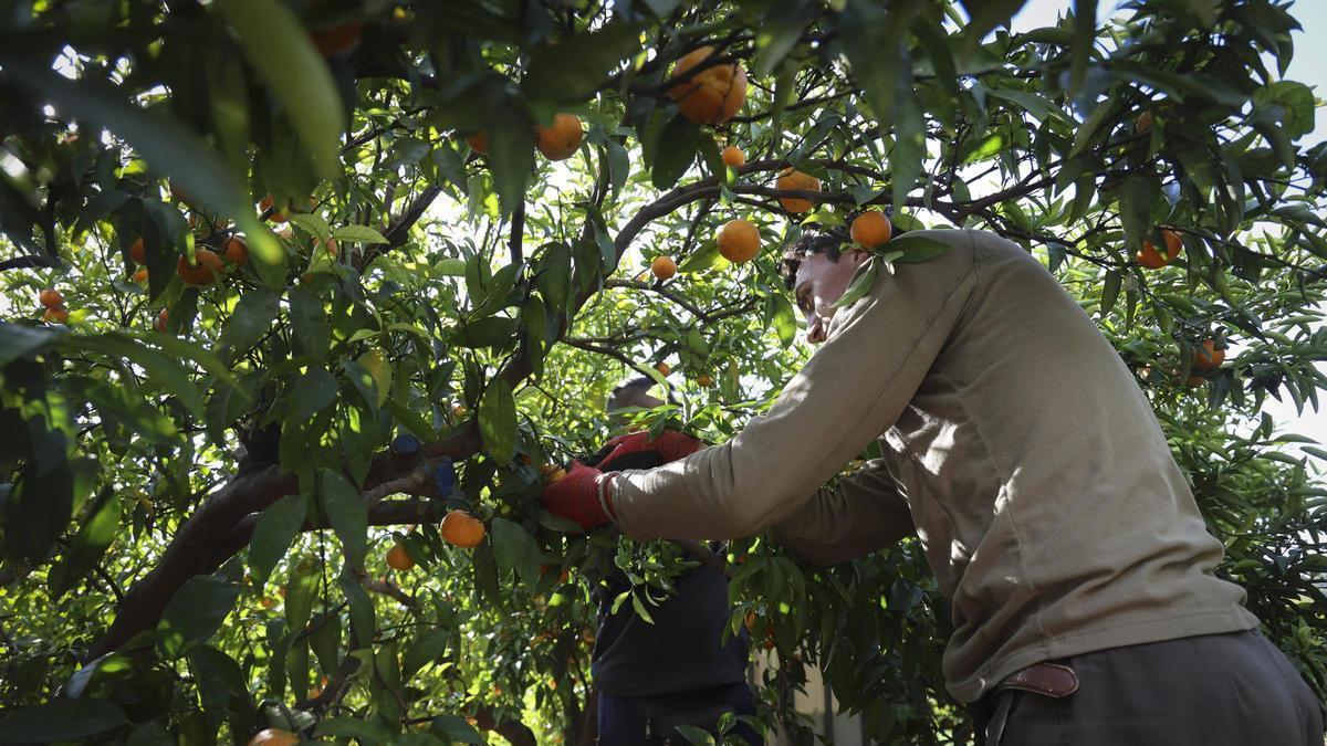 Spain forecasts 5.74 million-tonne citrus crop, still 4.2% below average