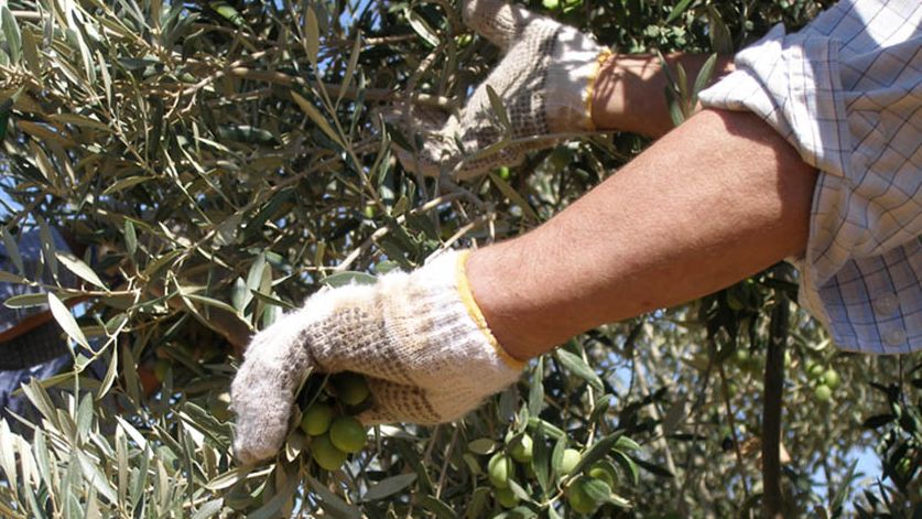Produção espanhola de azeitona de mesa deve crescer 27% para 638 mil toneladas