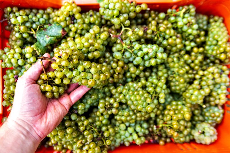 Uva espanhola para vinho está entre as mais baratas do mundo em 2026