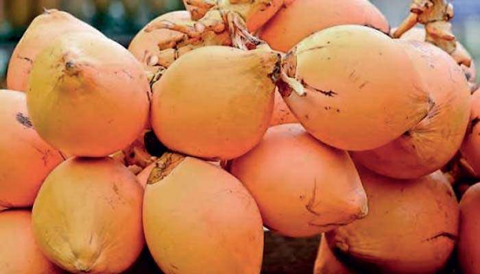 Sri Lanka startet 250 Königskokos-Dörfer für mehr Produktion und Export