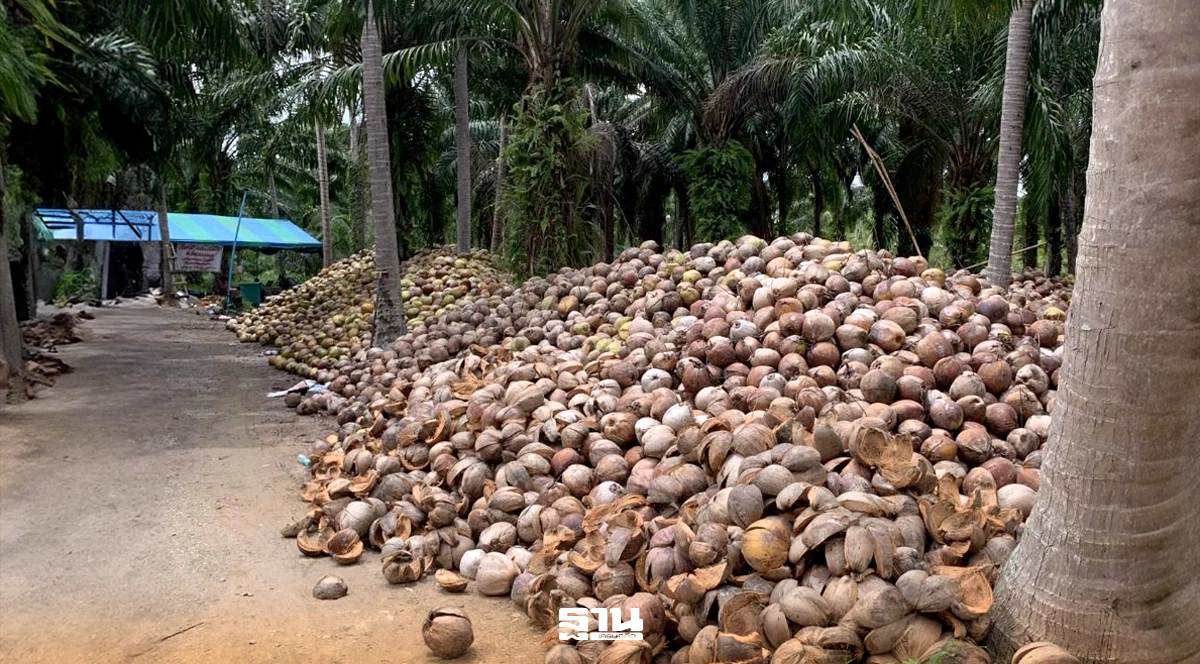 Tailândia aprova 114 compradores para programa de coco maduro de 2026