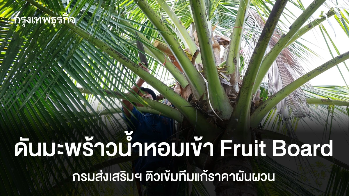 Tailandia somete el coco aromático al Fruit Board ante el aumento de producción y la volatilidad