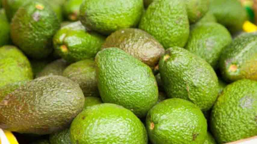 La restricción de Tailandia deja sin mercado 20.000 toneladas de aguacate birmano