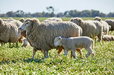 Oferta restrita de ovinos leva preços australianos a recordes no inverno