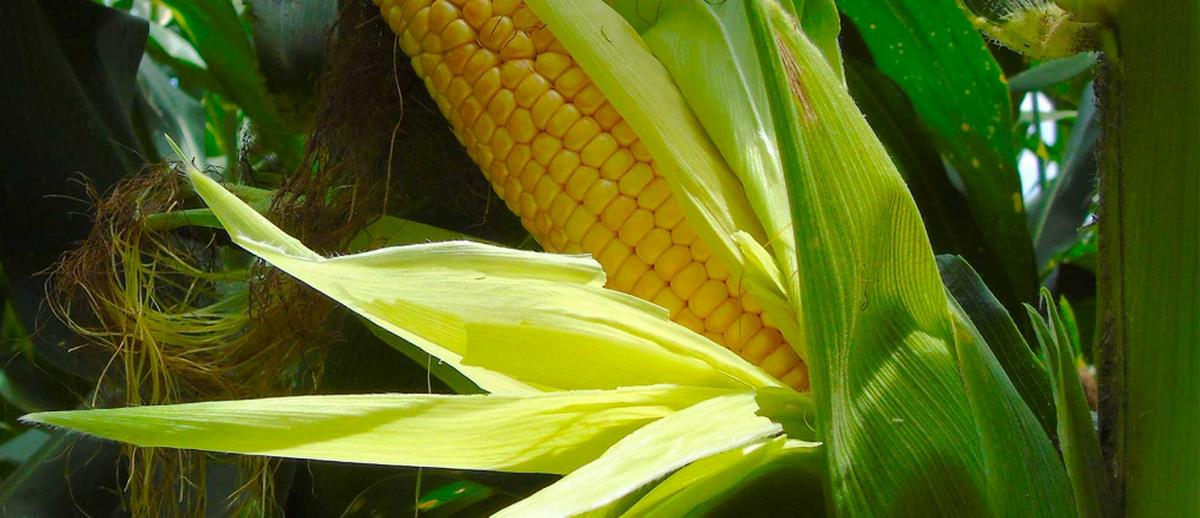 Le Tolima pourrait produire jusqu'a 23 000 tonnes de mais jaune, selon le ministre colombien de l'Agriculture