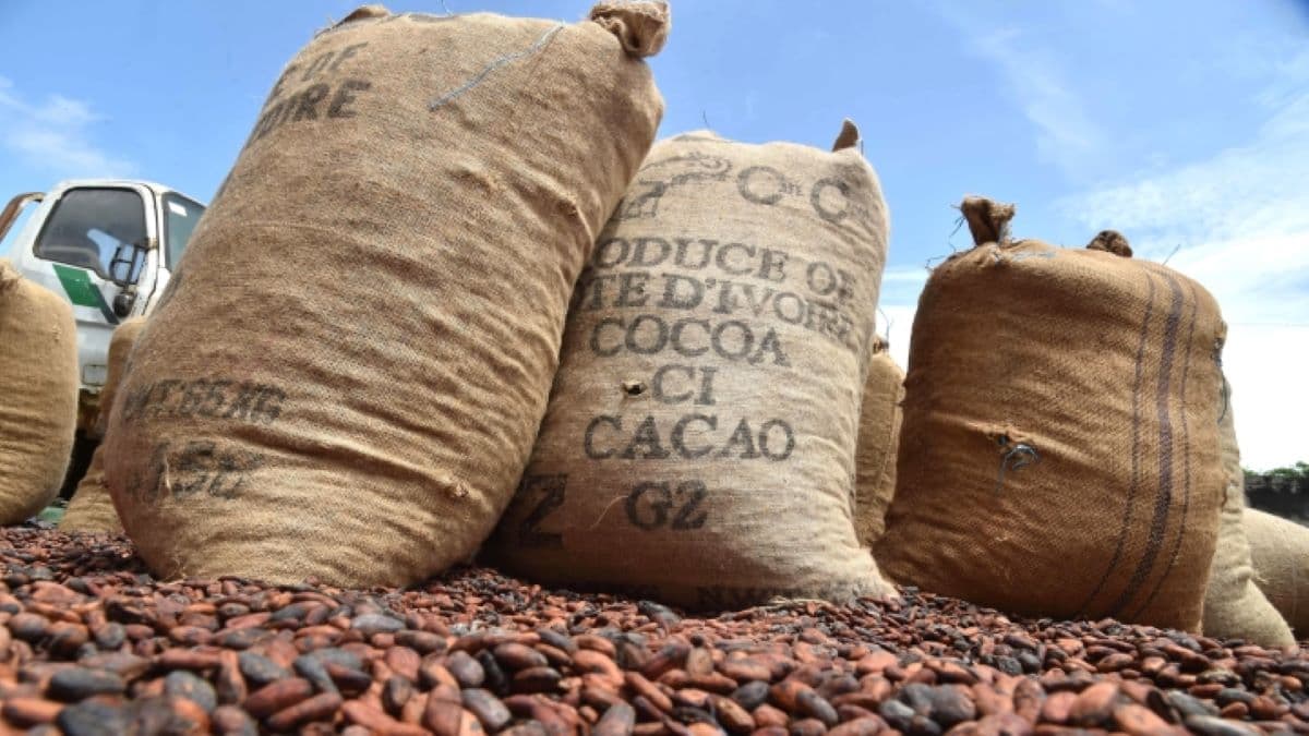 Touton sichert sich 50 Millionen $ für Kakaokäufe in vier afrikanischen Ländern