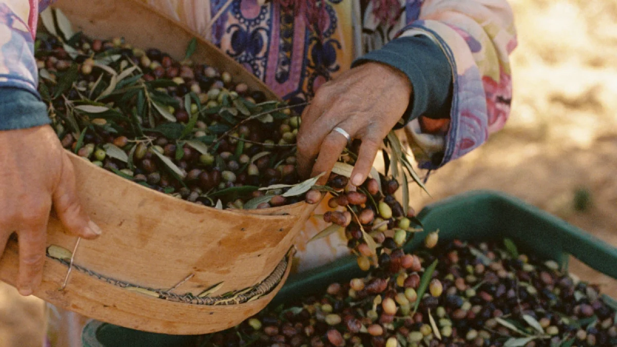 L’essor de l’huile d’olive tunisienne reste masqué par les marques étrangères