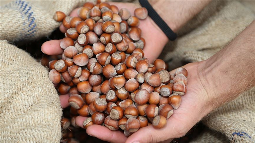 Turquía reduce un 36% sus exportaciones de avellana, pero ingresa más de $2.500 millones