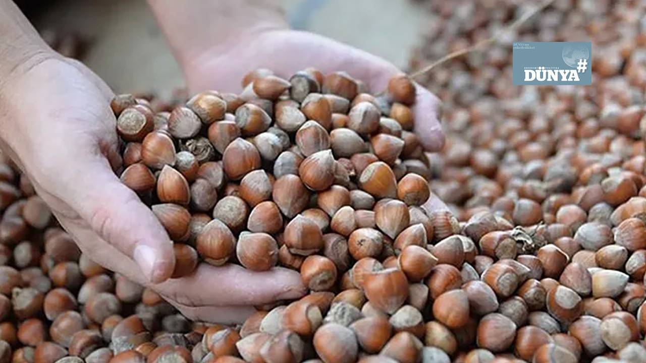 Turkey's hazelnut sector squeezed as costs jump 50% and farmgate prices fall 40%
