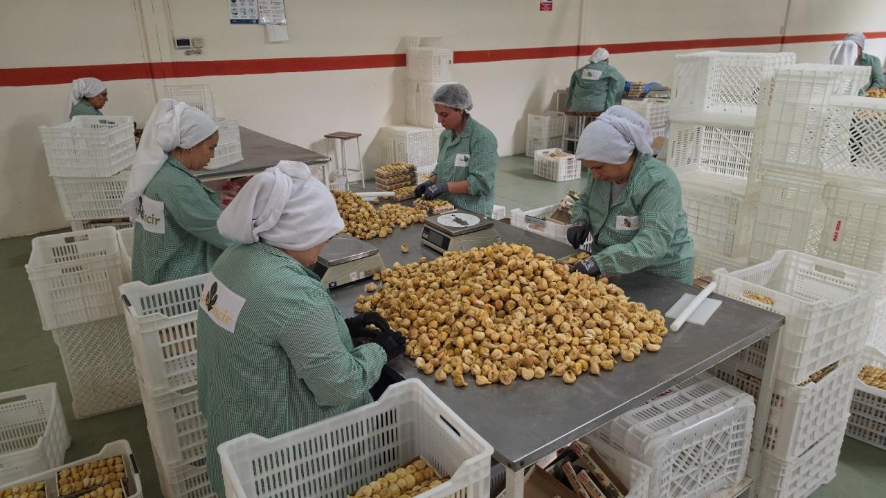 Türkei steuert auf Rekordsaison bei Feigenexporten zu – Ernte plus 50 Prozent