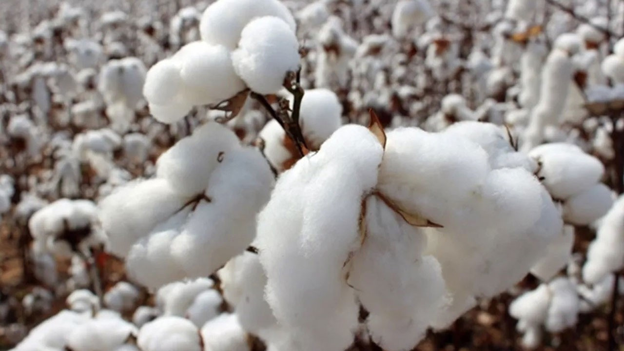 Türkiye dependerá más del algodón importado tras una caída productiva del 11,5%