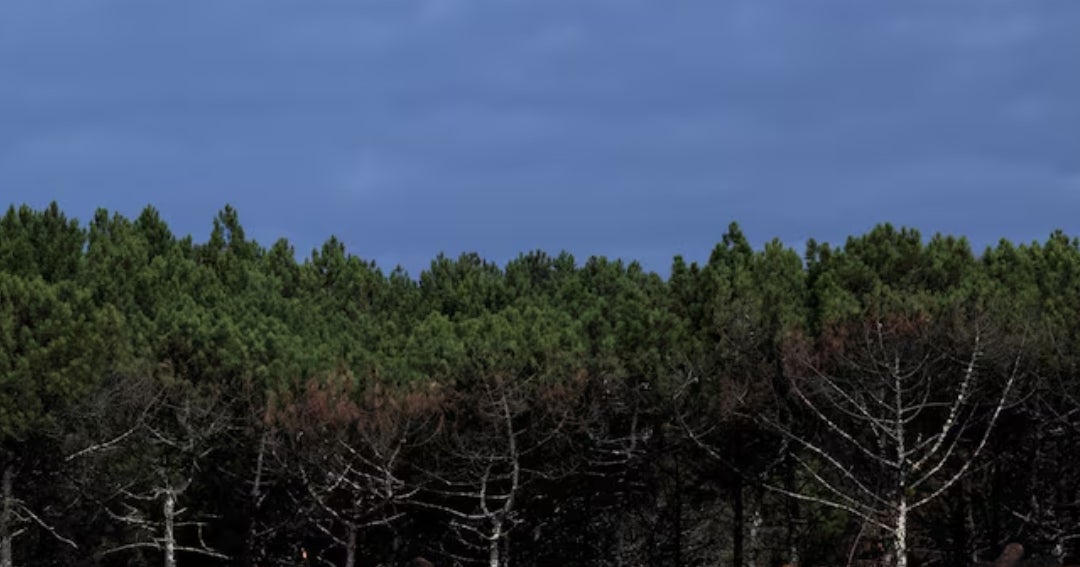 Des distributeurs britanniques vendent du charbon de bois paraguayen lié à la déforestation du Chaco