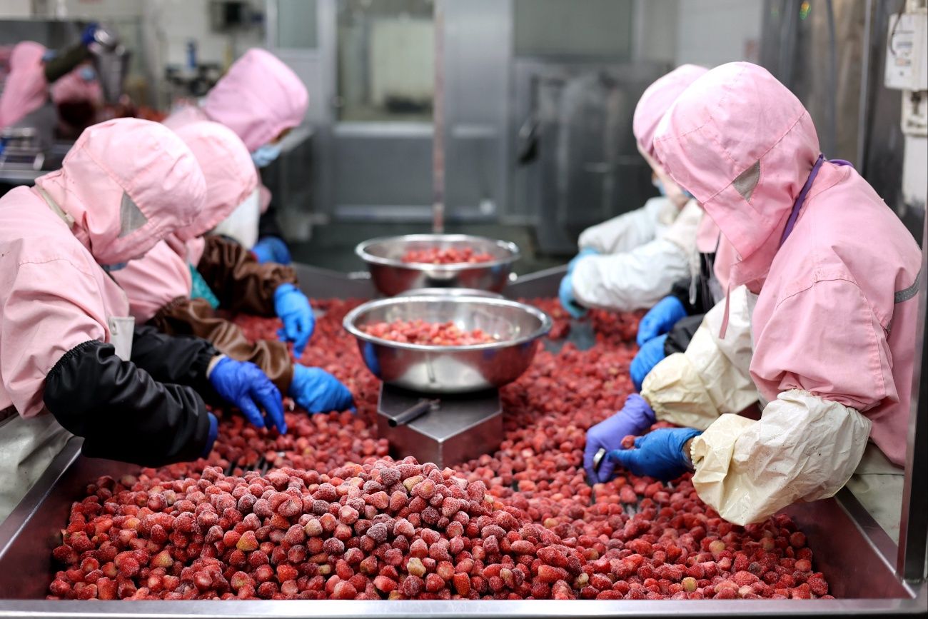 Framboesa congelada ucraniana aumenta pressão sobre produtores polacos