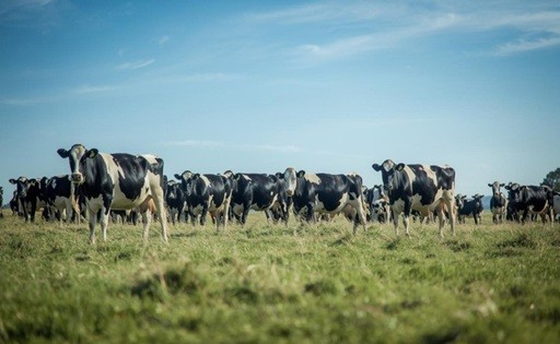Uruguays Milchsektor stützt sich auf Lebendexporte von Färsen in die Türkei