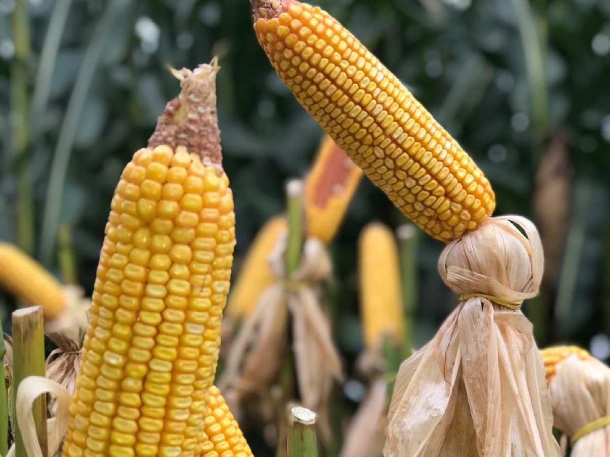 Schnellere US-Maisernte könnte den Druck auf die Weltmarktpreise erhöhen