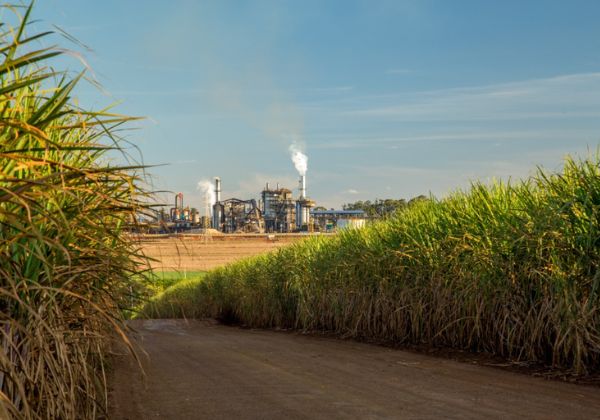 USA entziehen Brasilien 56.000 Tonnen Rohzucker-Quote