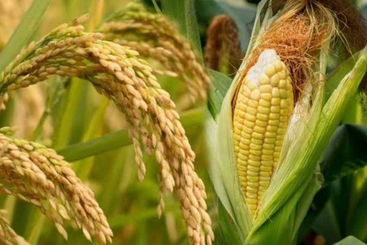 USDA Cuts India’s 2026-27 Corn and Rice Production Forecasts