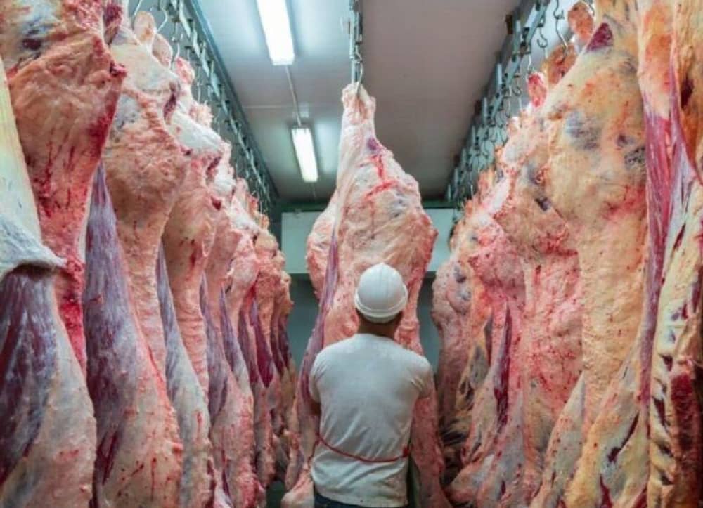 USDA erwartet weiter schrumpfenden EU-Rinderbestand bis 2027, ASP prägt den Schweinemarkt