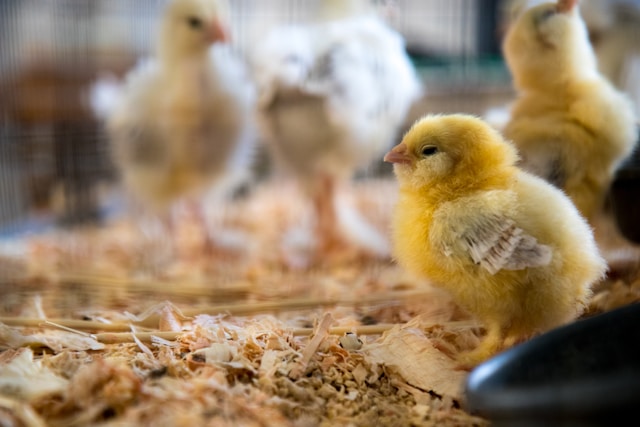 USDA: Rumäniens Hähnchenfleischbranche wächst 2026 um 6 Prozent nach Rückgang 2025